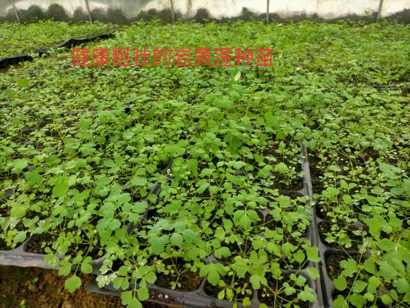 防野岩黄莲种子种苗成活率高，产量高，提供种植技术