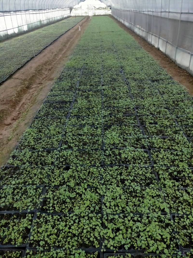 防野岩黄莲种子种苗成活率高，产量高，提供种植技术