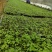 防野岩黄莲种子种苗成活率高，产量高，提供种植技术