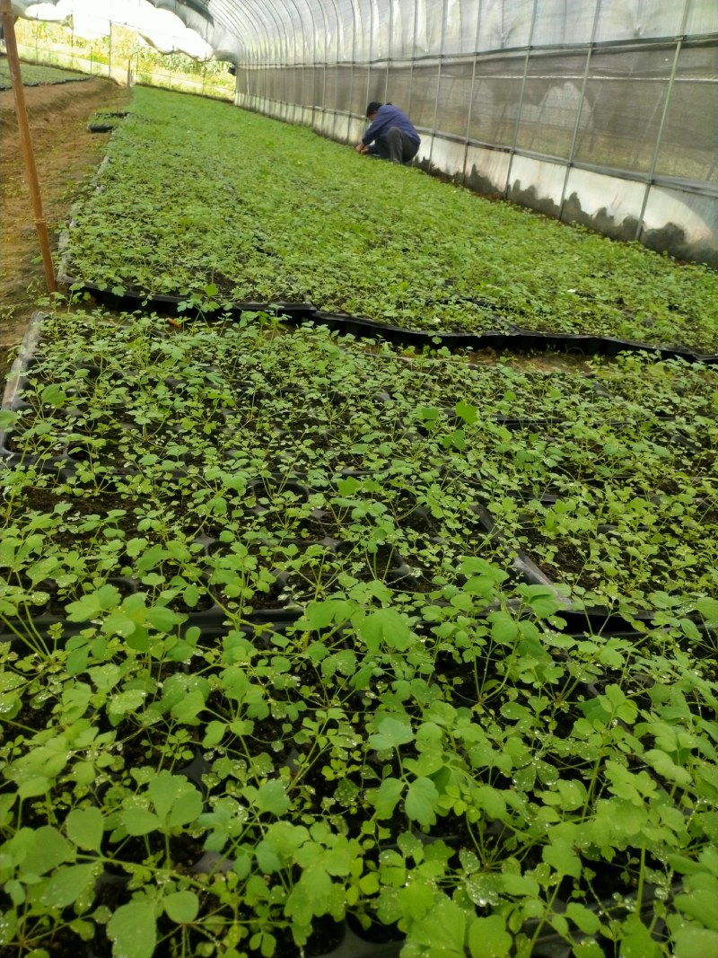 防野岩黄莲种子种苗成活率高，产量高，提供种植技术