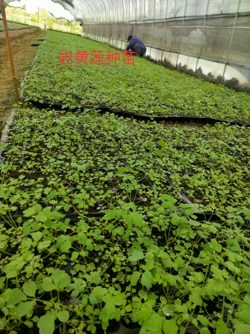 防野岩黄莲种子种苗成活率高，产量高，提供种植技术