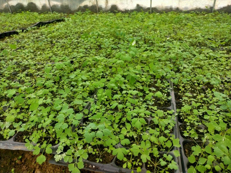 防野岩黄莲种子种苗成活率高，产量高，提供种植技术