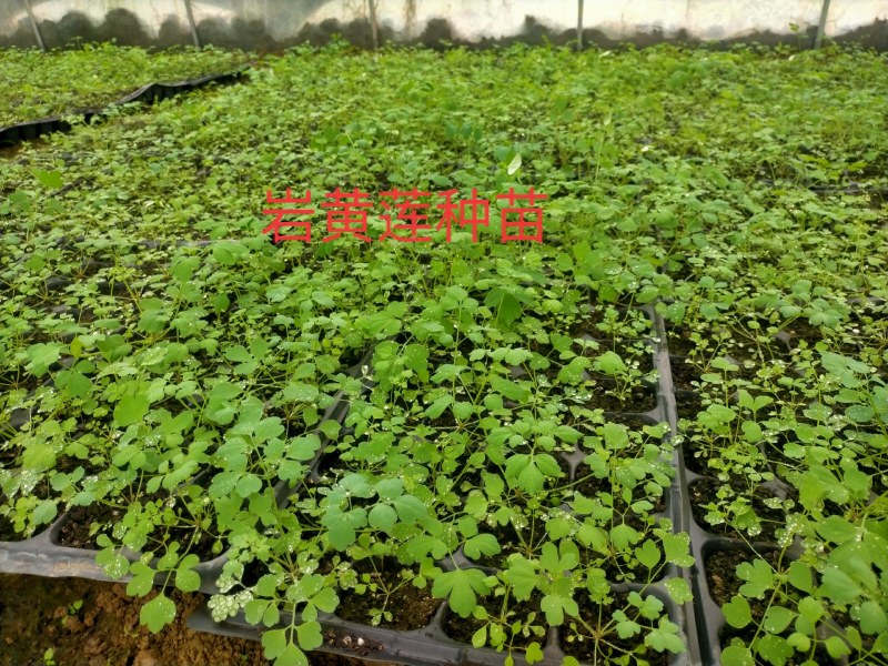 防野岩黄莲种子种苗成活率高，产量高，提供种植技术