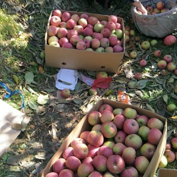 果光口感好产地现摘价格不贵