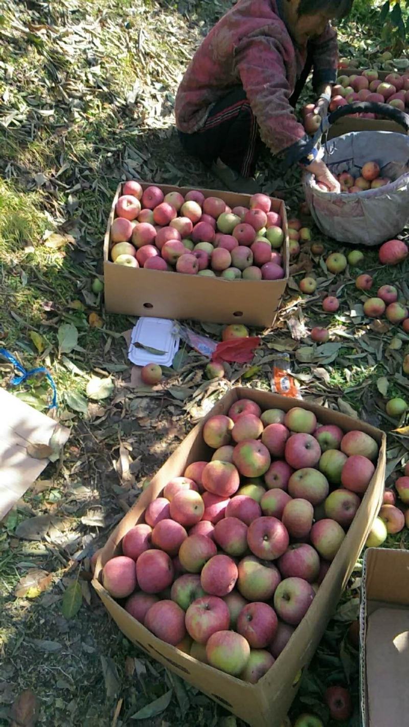 果光口感好产地现摘价格不贵