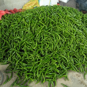 南宁杭椒四季豆大量上市
