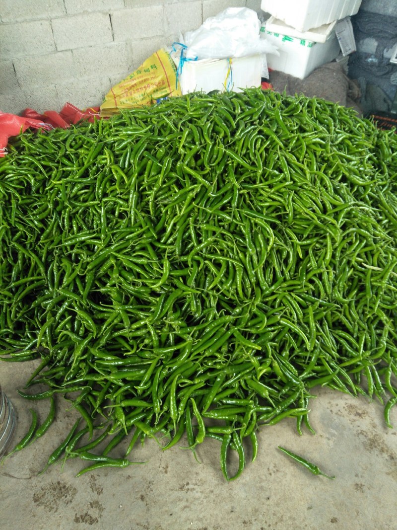 南宁杭椒四季豆大量上市