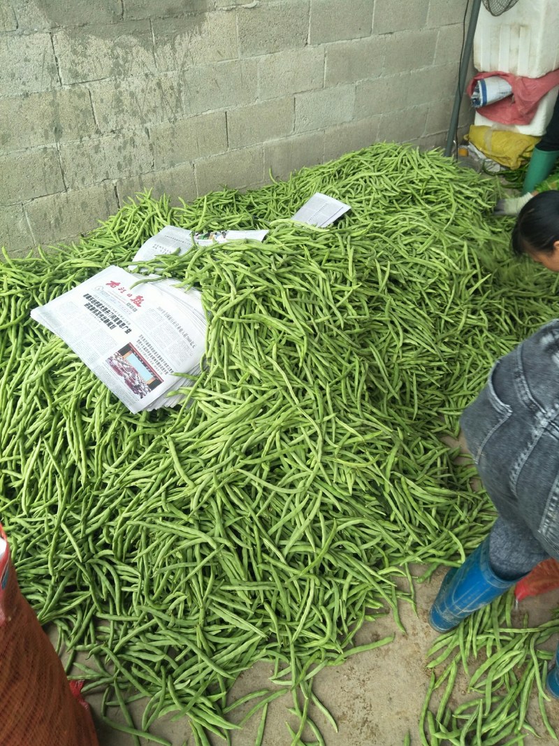 南宁杭椒四季豆大量上市