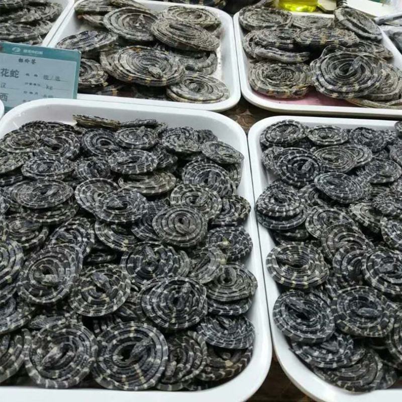 金钱白花蛇真品保证可打粉各种规格大货供应