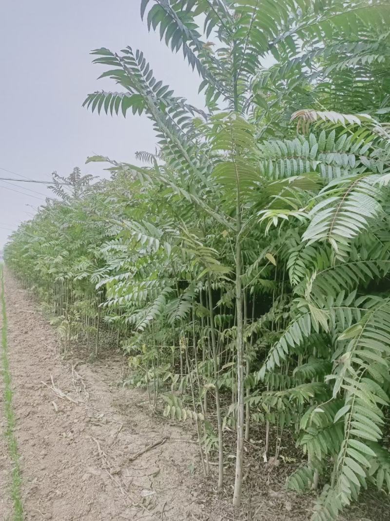 红油香椿1到15公分现挖现发包成活死苗补发