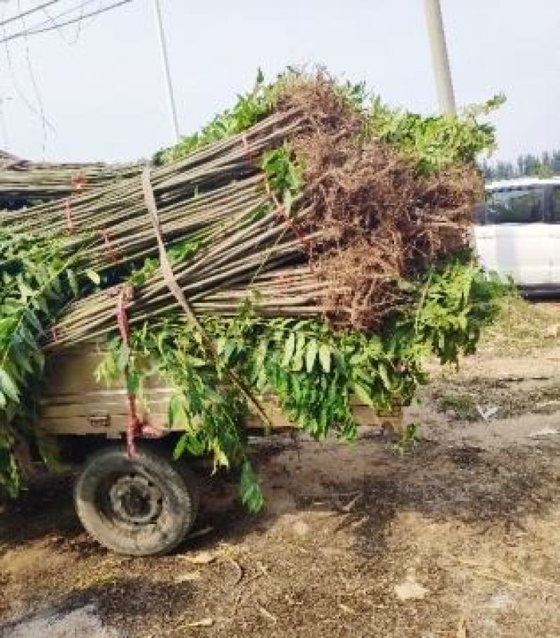 苗圃优质香红油椿苗基地直供免费技术指导拍装车视频