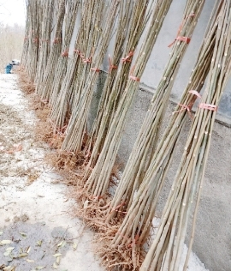 苗圃优质香红油椿苗基地直供免费技术指导拍装车视频