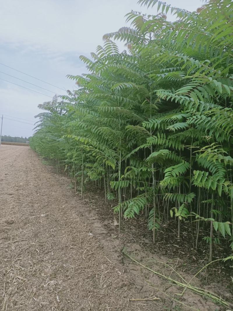 苗圃优质香红油椿苗基地直供免费技术指导拍装车视频