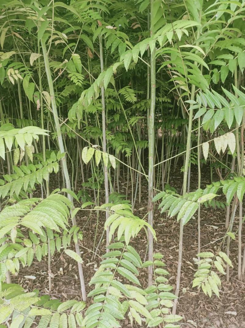 苗圃优质香红油椿苗基地直供免费技术指导拍装车视频