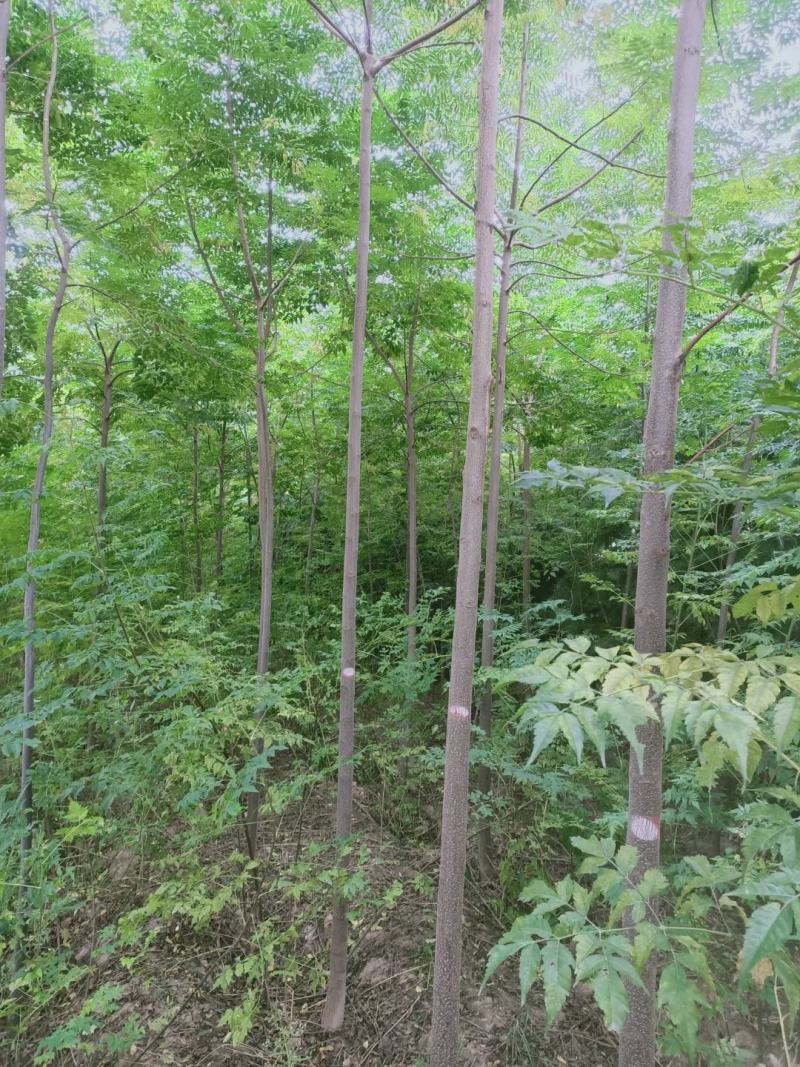 苗圃优质香红油椿苗基地直供免费技术指导拍装车视频