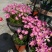 葱莲葱兰风雨兰种球韭菜兰绿植桌面盆栽四季花卉庭院花坛植物