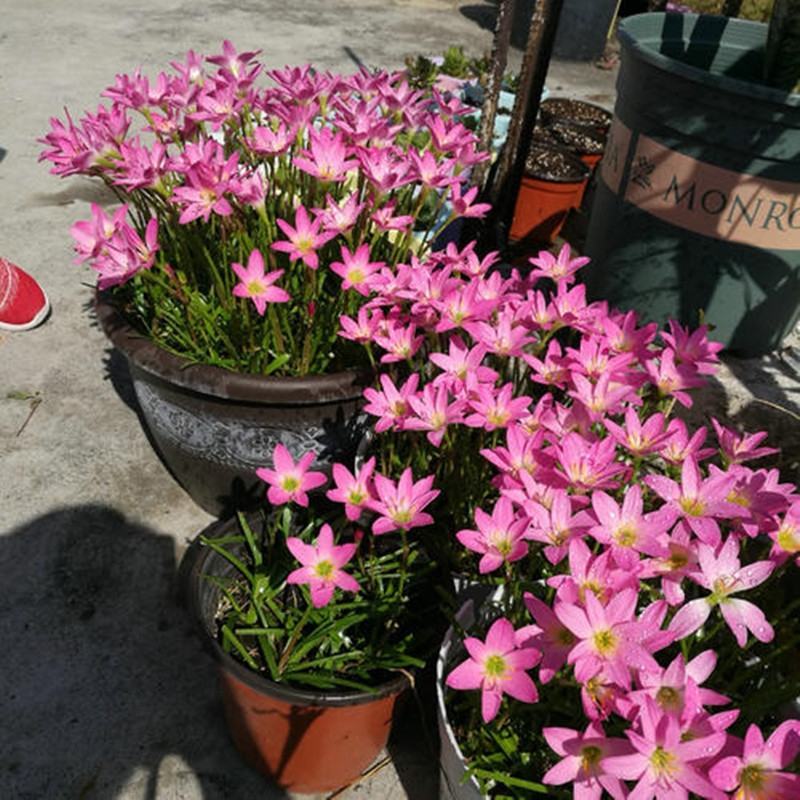 葱莲葱兰风雨兰种球韭菜兰绿植桌面盆栽四季花卉庭院花坛植物