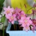 葱莲葱兰风雨兰种球韭菜兰绿植桌面盆栽四季花卉庭院花坛植物