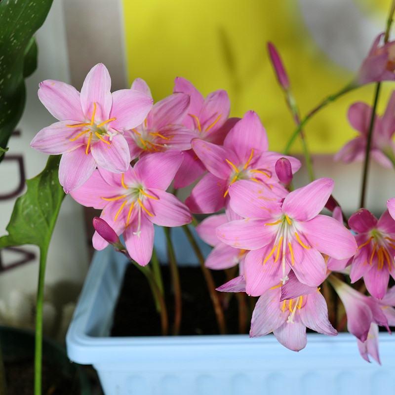 葱莲葱兰风雨兰种球韭菜兰绿植桌面盆栽四季花卉庭院花坛植物