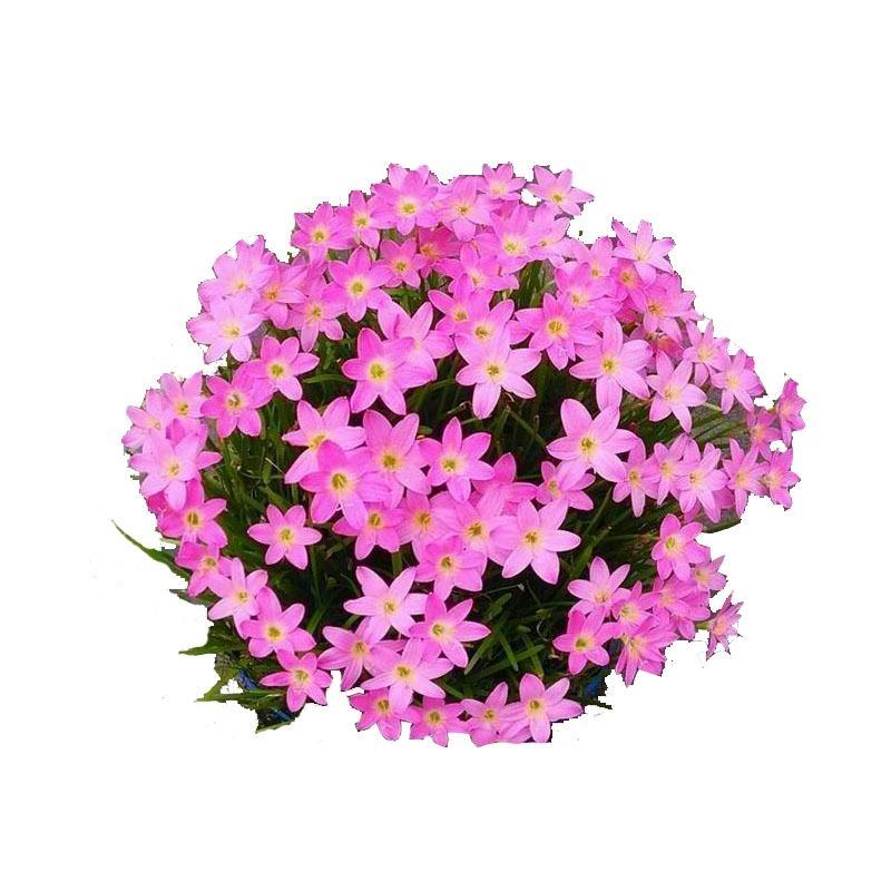 葱莲葱兰风雨兰种球韭菜兰绿植桌面盆栽四季花卉庭院花坛植物