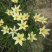 葱莲葱兰风雨兰种球韭菜兰绿植桌面盆栽四季花卉庭院花坛植物
