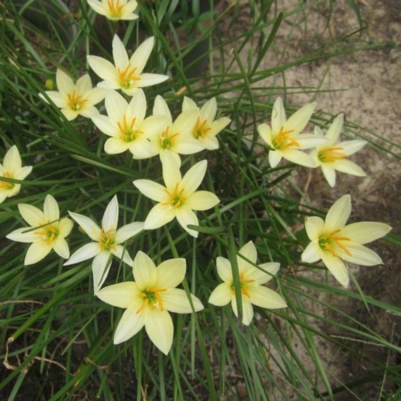 葱莲葱兰风雨兰种球韭菜兰绿植桌面盆栽四季花卉庭院花坛植物