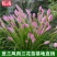 葱莲葱兰风雨兰种球韭菜兰绿植桌面盆栽四季花卉庭院花坛植物