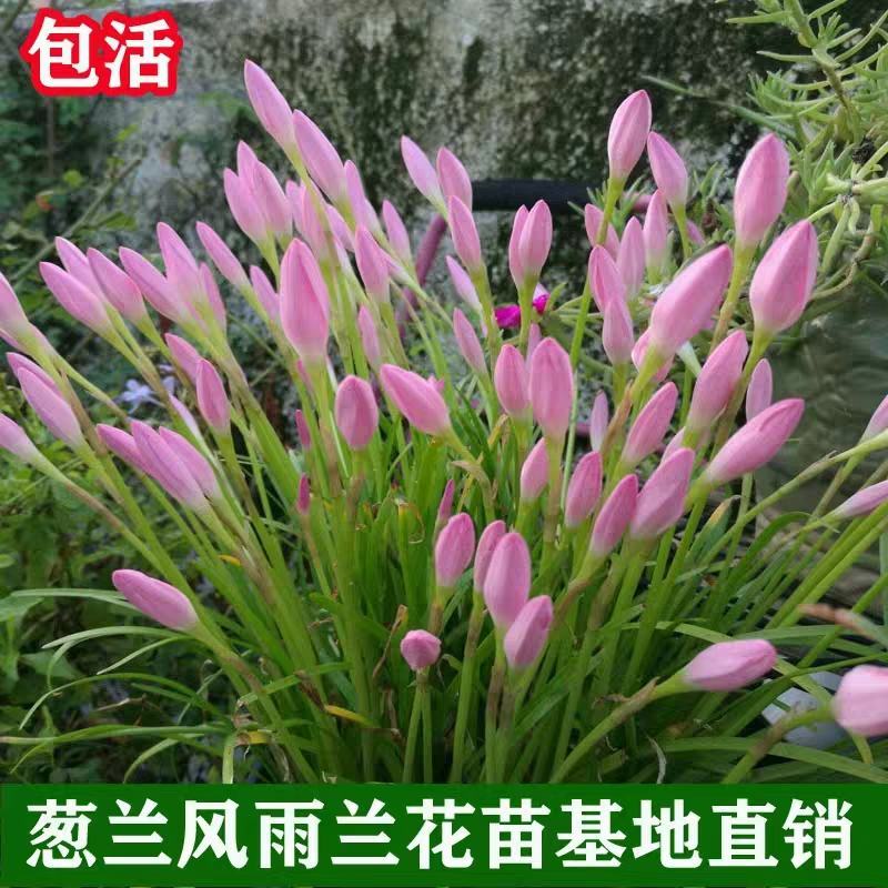 葱莲葱兰风雨兰种球韭菜兰绿植桌面盆栽四季花卉庭院花坛植物