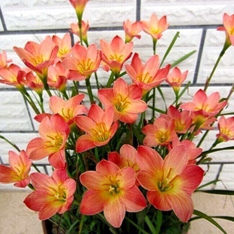 葱莲葱兰风雨兰种球韭菜兰绿植桌面盆栽四季花卉庭院花坛植物