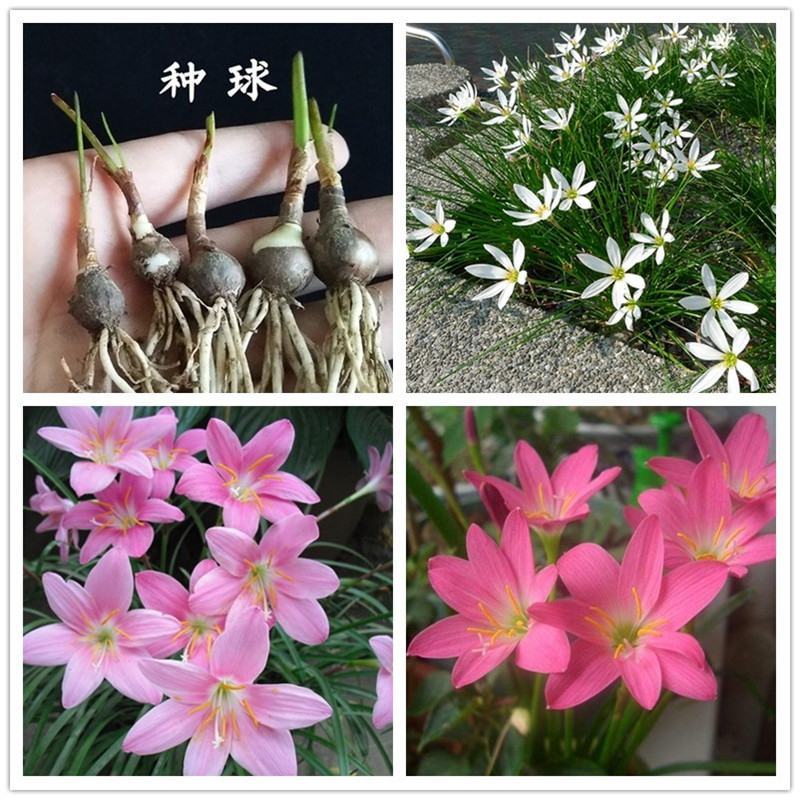 葱莲葱兰风雨兰种球韭菜兰绿植桌面盆栽四季花卉庭院花坛植物