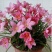 葱莲葱兰风雨兰种球韭菜兰绿植桌面盆栽四季花卉庭院花坛植物