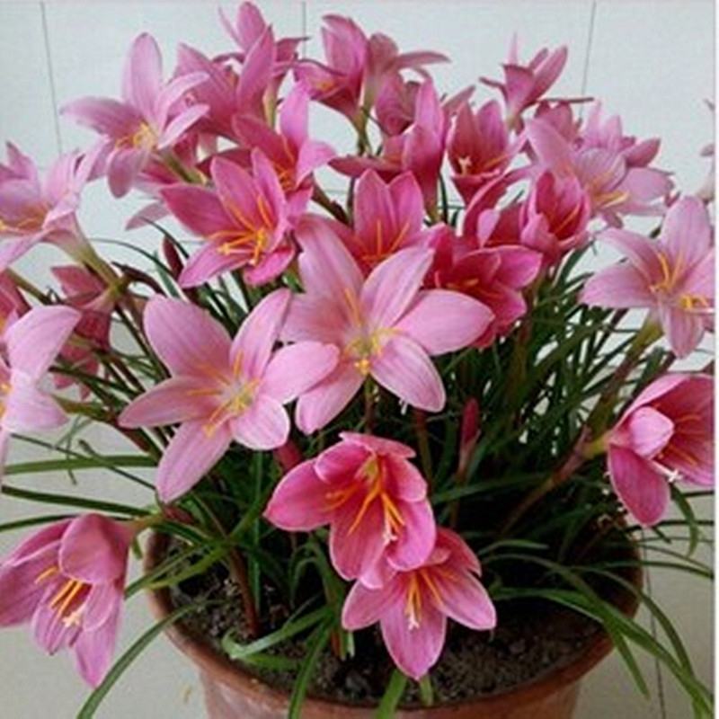 葱莲葱兰风雨兰种球韭菜兰绿植桌面盆栽四季花卉庭院花坛植物