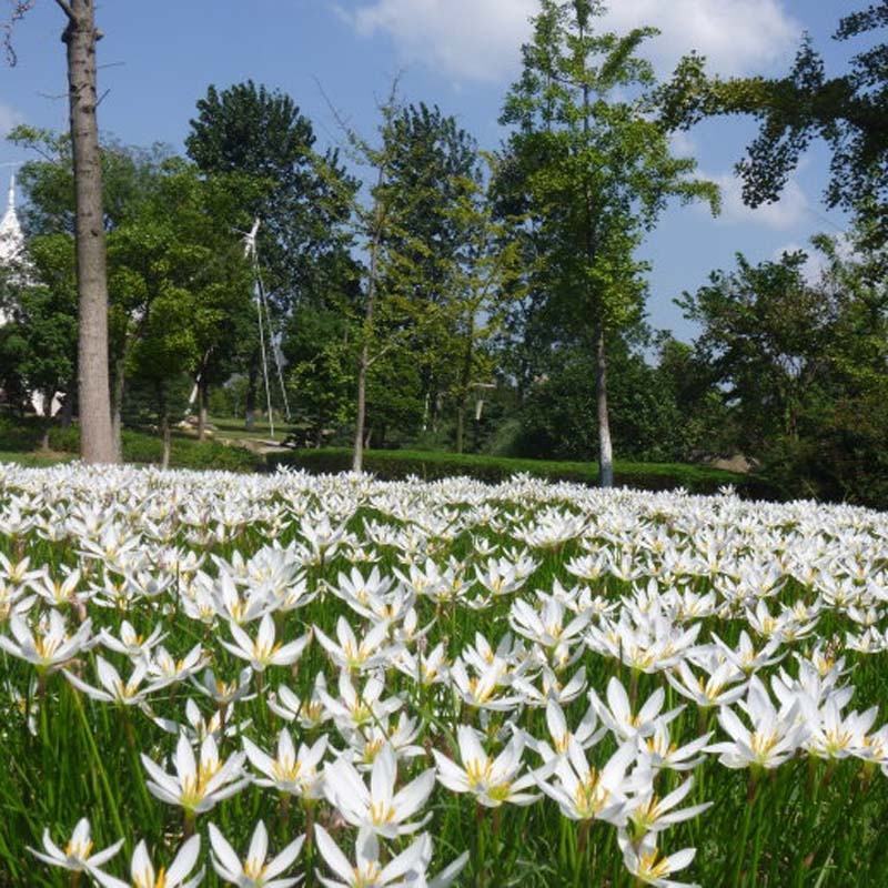 葱莲葱兰风雨兰种球韭菜兰绿植桌面盆栽四季花卉庭院花坛植物