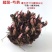 芍药花苗抗寒易活盆栽根块带芽菏泽重瓣大花四季花卉室内庭院