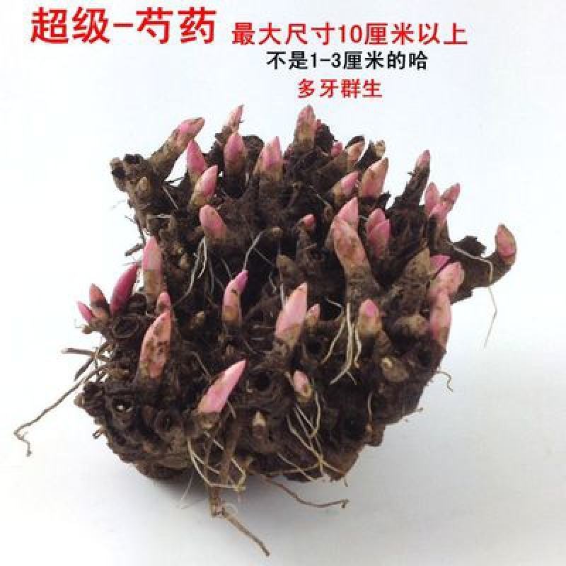 芍药花苗抗寒易活盆栽根块带芽菏泽重瓣大花四季花卉室内庭院