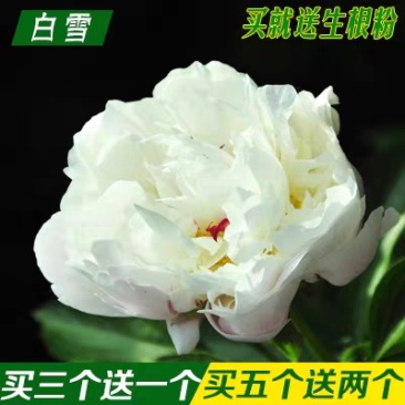 芍药花苗抗寒易活盆栽根块带芽菏泽重瓣大花四季花卉室内庭院