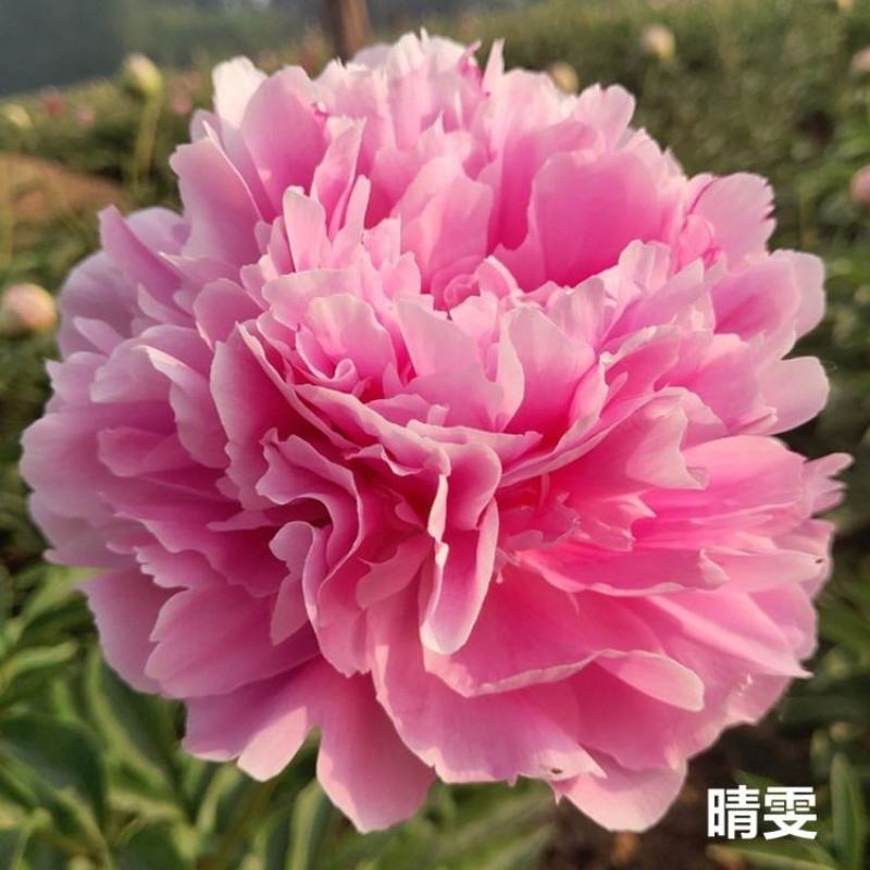 芍药花苗抗寒易活盆栽根块带芽菏泽重瓣大花四季花卉室内庭院