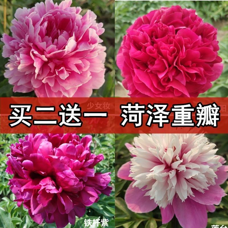 芍药花苗抗寒易活盆栽根块带芽菏泽重瓣大花四季花卉室内庭院