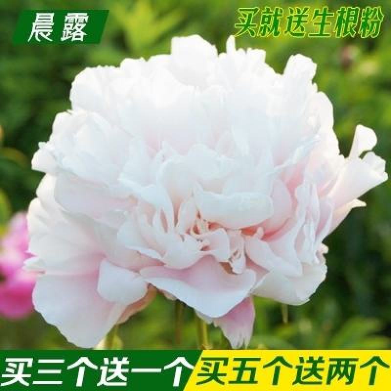 芍药花苗抗寒易活盆栽根块带芽菏泽重瓣大花四季花卉室内庭院