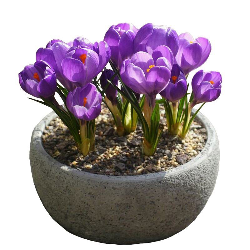 藏红花种球大球易种室内阳台室外观花植物盆栽番红花球根花卉