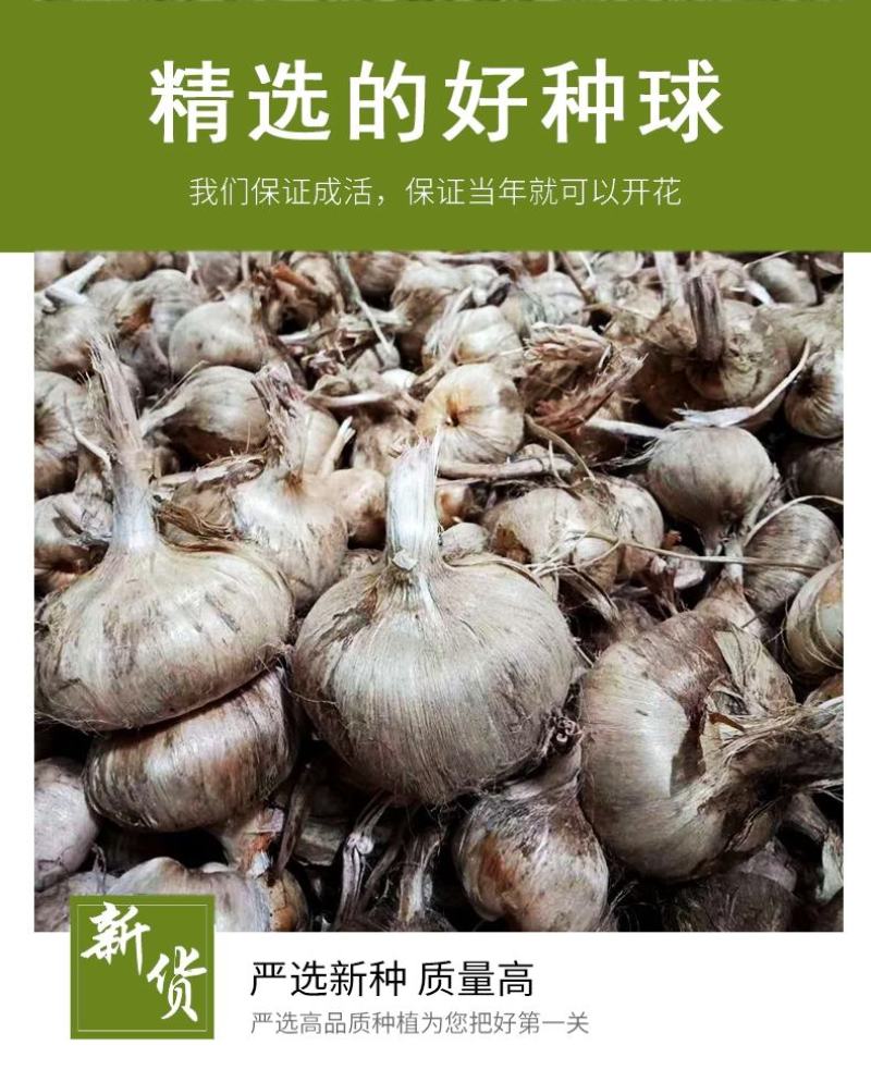 藏红花种球大球易种室内阳台室外观花植物盆栽番红花球根花卉