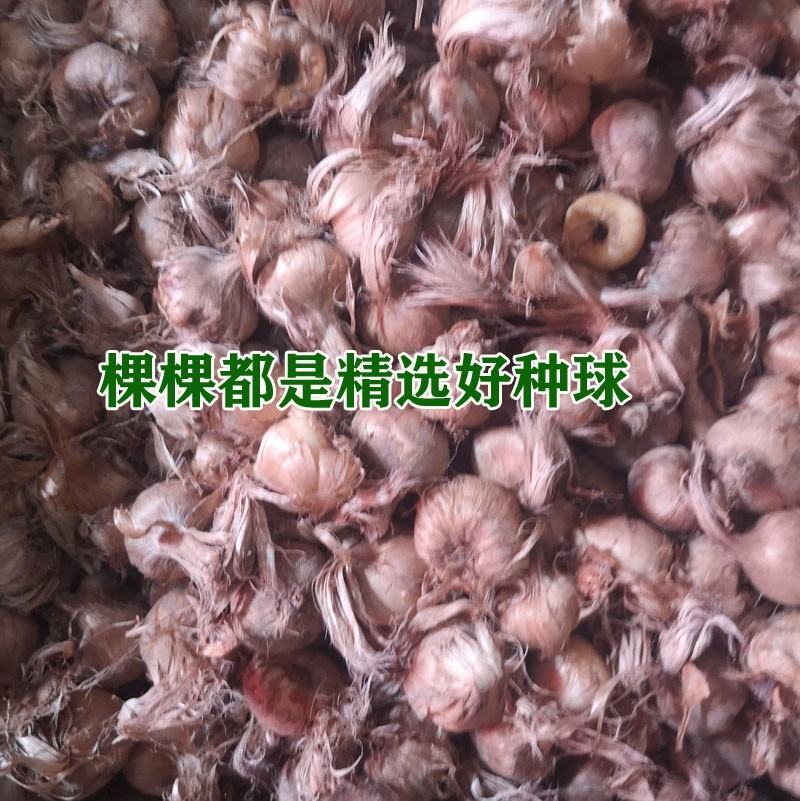 藏红花种球大球易种室内阳台室外观花植物盆栽番红花球根花卉