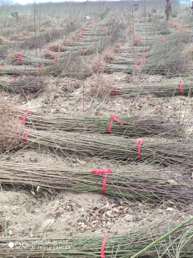 苗圃优质毛桃树苗规格齐全免费技术指导基地直供