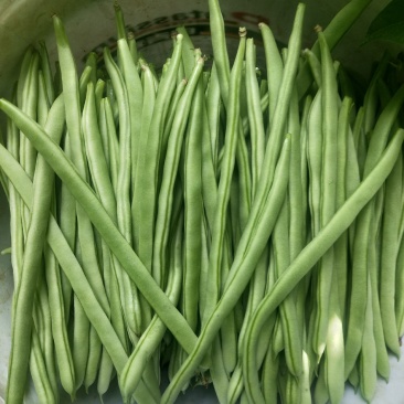 紫花四季豆精品欢迎老板骚扰