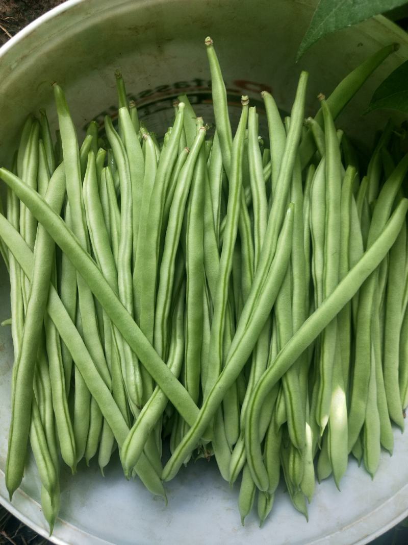 紫花四季豆精品欢迎老板骚扰