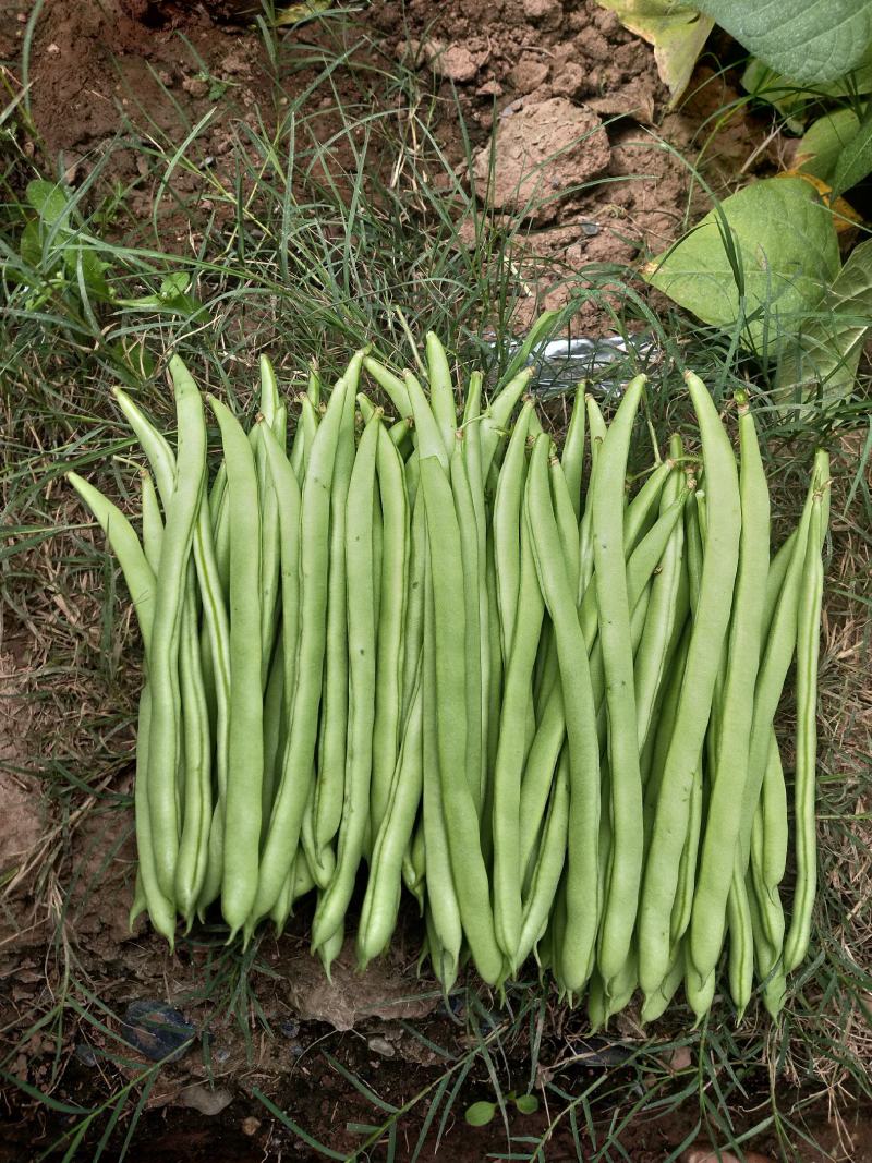 紫花四季豆精品欢迎老板骚扰