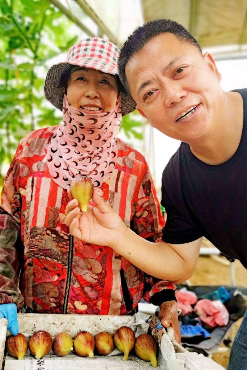 水果苗波姬红芭劳奈无花果苗品种保真包成活育苗枝条死苗补发