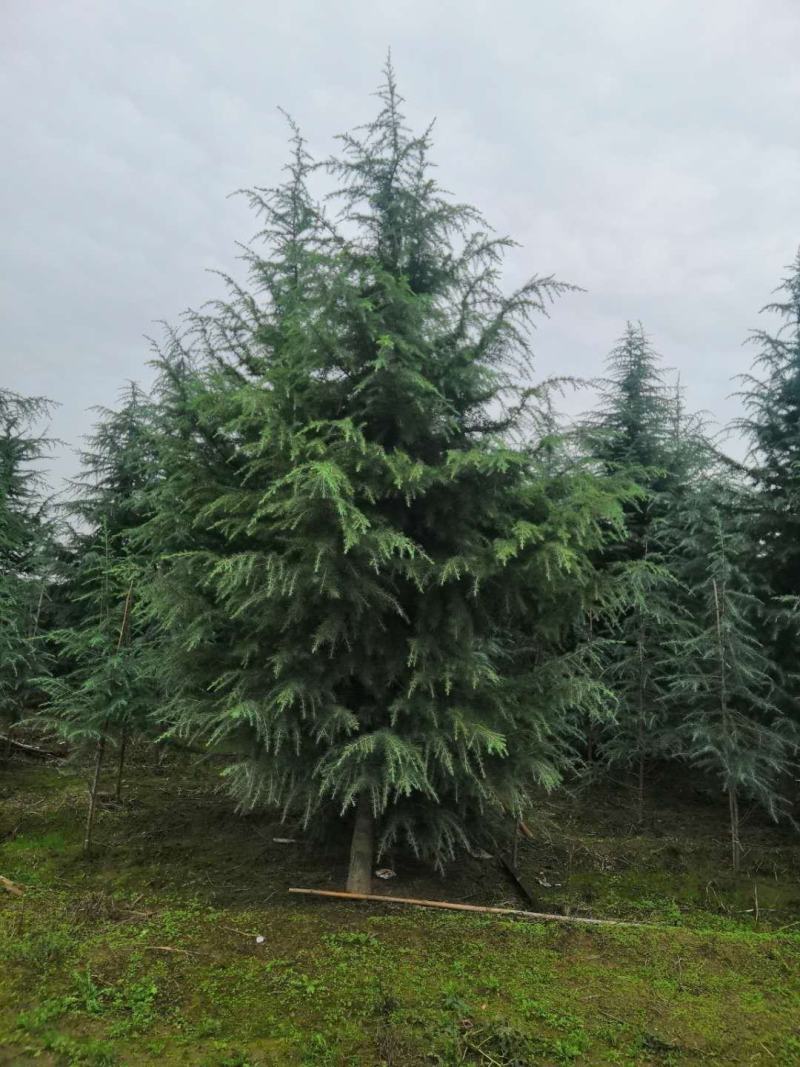 精品雪松规格齐全欢迎选购
