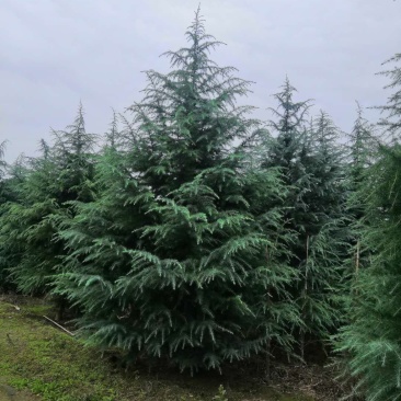 精品雪松规格齐全欢迎选购