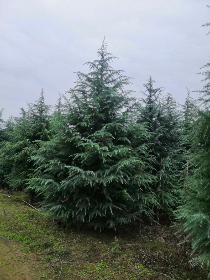 精品雪松规格齐全欢迎选购